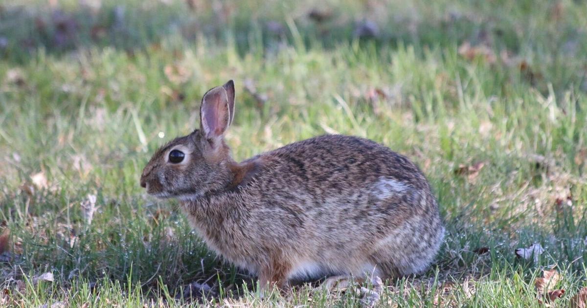 Virus hitting Pennsylvania's rabbits | Sports | dailyitem.com
