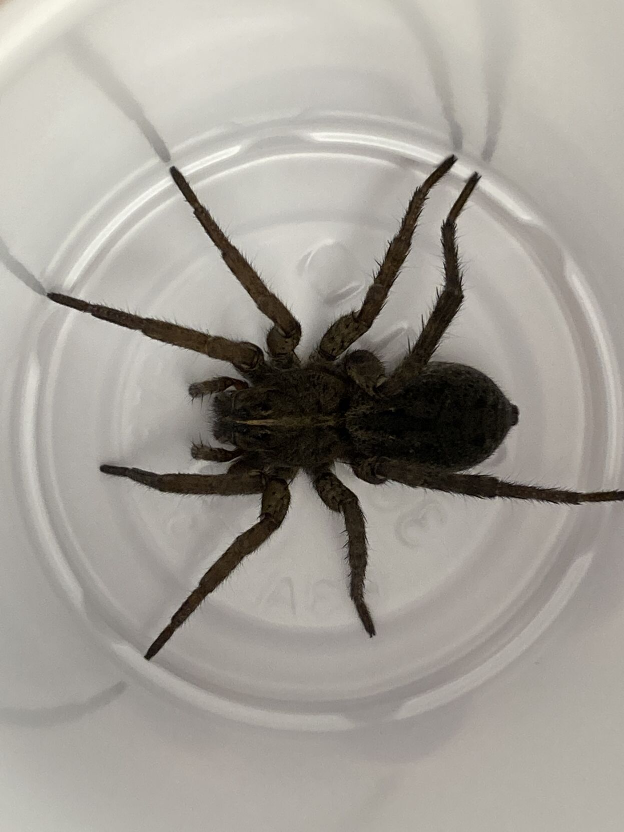Vip Spider Susquehanna students aid in spider, herbicide research | News ...