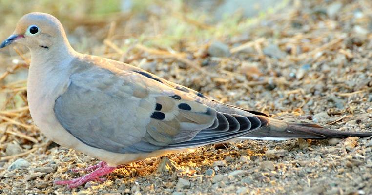 Are Mourning Doves Smart?: Unveiling Their Intelligence
