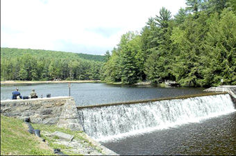 Local to oversee Bald Eagle State Forest | News | dailyitem.com