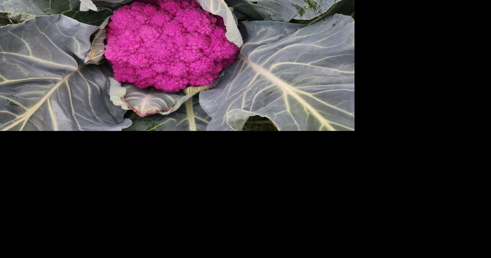Master Gardener: Cole crops, like broccoli, have a lot of variety ...