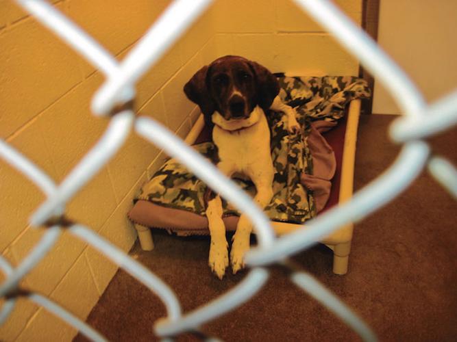 This Week's Featured Adoptable Pets at the Danville SPCA Local News