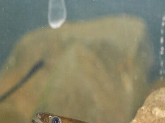 Lewisburg Continues Eels In Classroom Program Union County Dailyitem Com