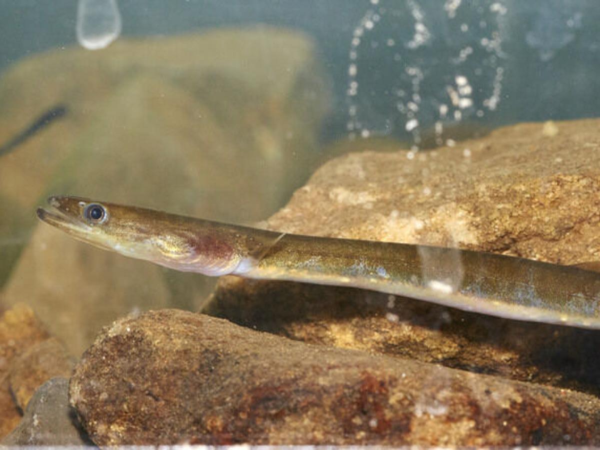 Lewisburg Continues Eels In Classroom Program Union County Dailyitem Com Lewisburg Continues Eels In Classroom Program Union County Dailyitem Com