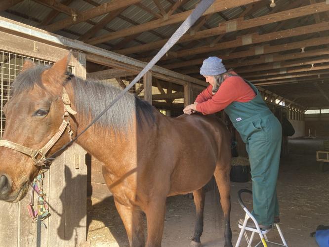 Veterinarian's love for horses led to career in animal acupuncture
