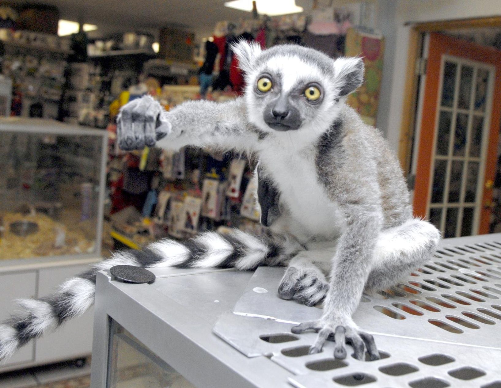 Lemurs take up residence br in Sunbury pet shop News dailyitem