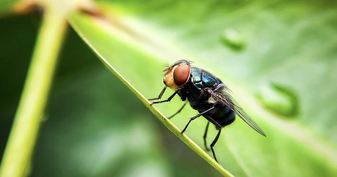 No cases of screwworm in Pa., food supply safe: Ag officials
