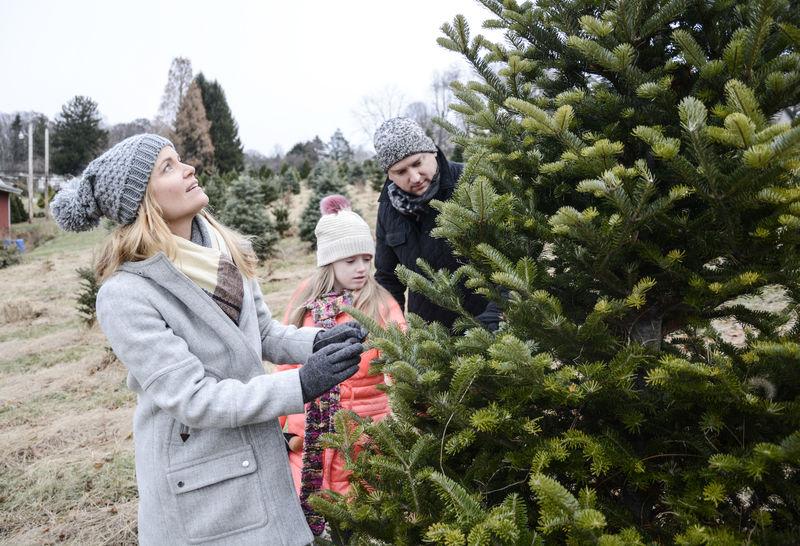 Experts 2018 Christmas Tree Market Is Classic Case Of Supply Vs Demand News Dailyitem Com