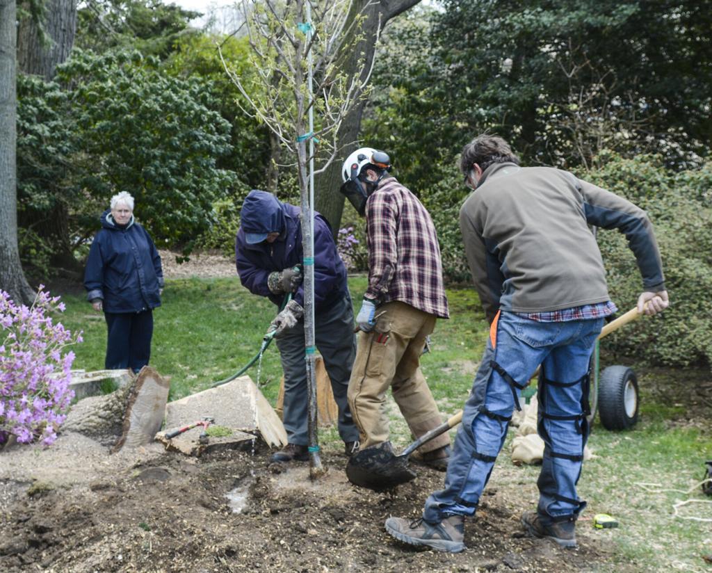 Sunbury garden gets new oak tree on Earth Day | News ...