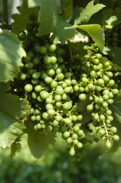 Valley Wineries Win Medals At Farm Show Fero Wins Gold With Estate Lemberger News Dailyitem Com