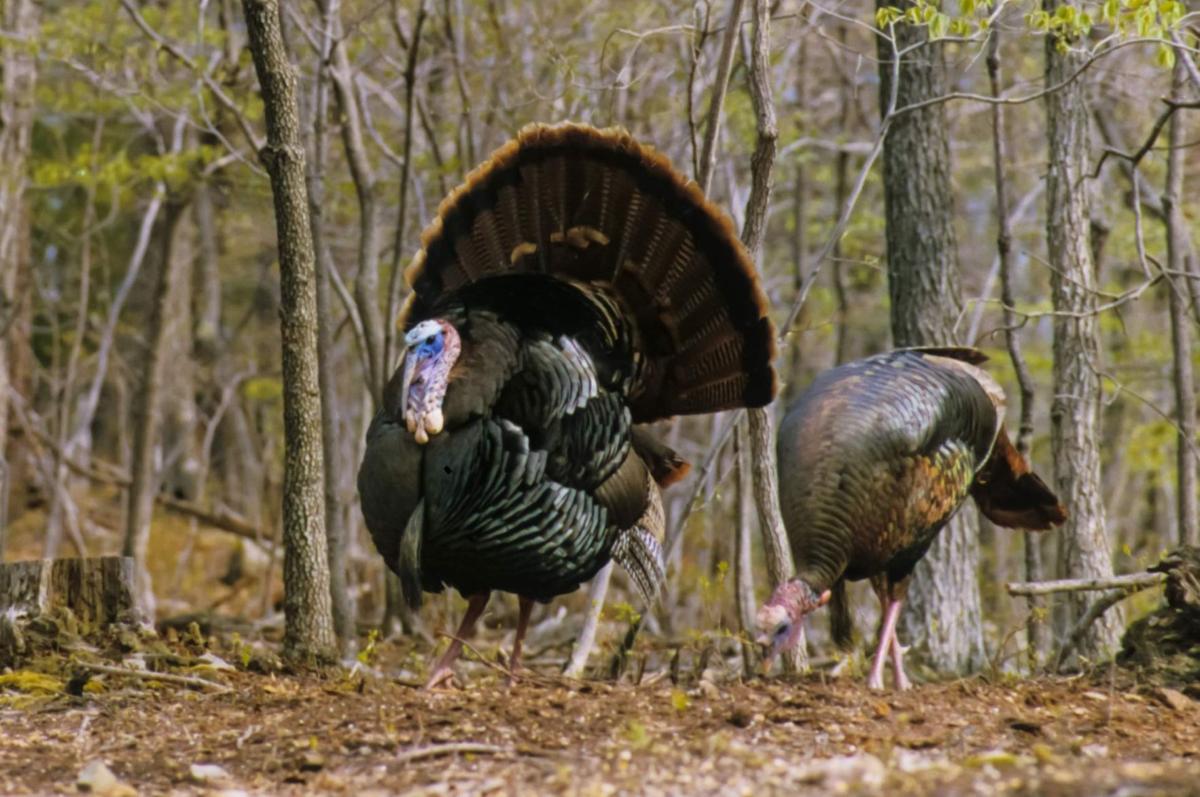 Gobbler gurus strut stuff with spring turkey hunting tips Outdoors