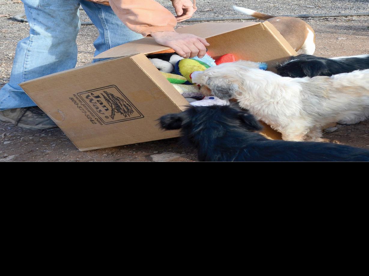 A Look At Our Local Shelters Dailyitem Com
