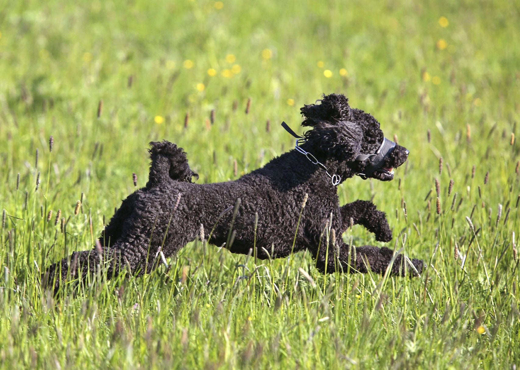 spca low cost vaccinations