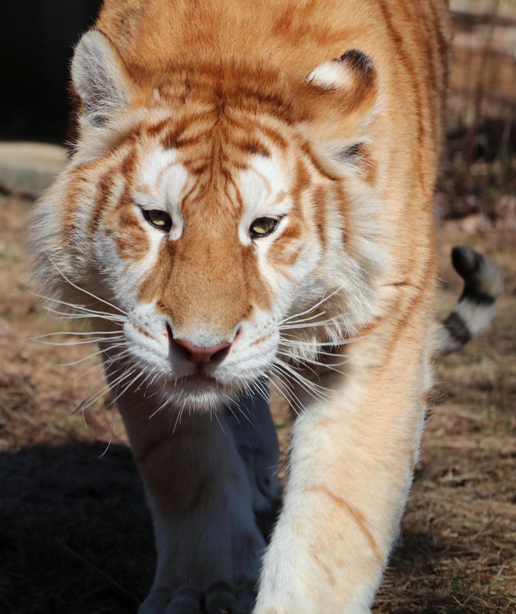Limited Exposure For T D Cats New Tigers Other Animals Since