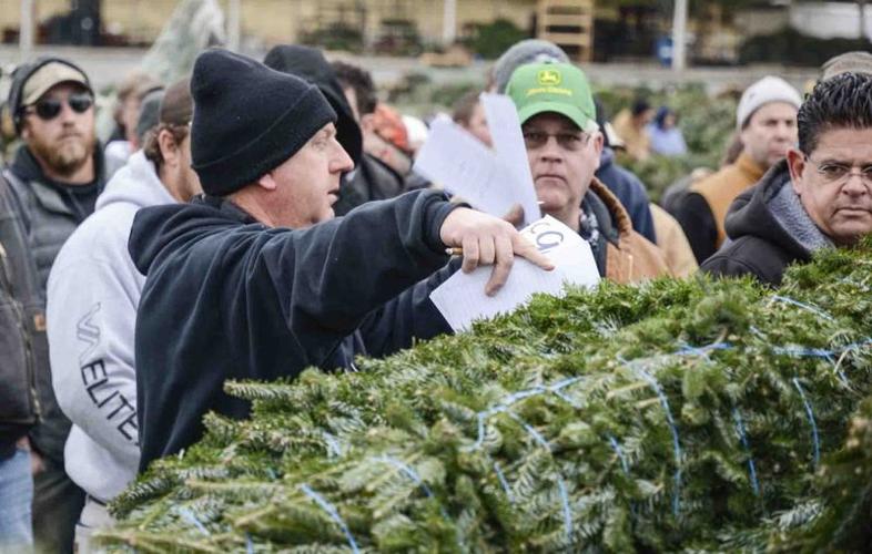 Mifflinburg Christmas tree auction draws bidders from along East Coast