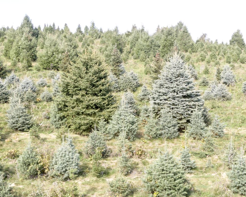 Bringing the forest indoors | Inside Pennsylvania | dailyitem.com