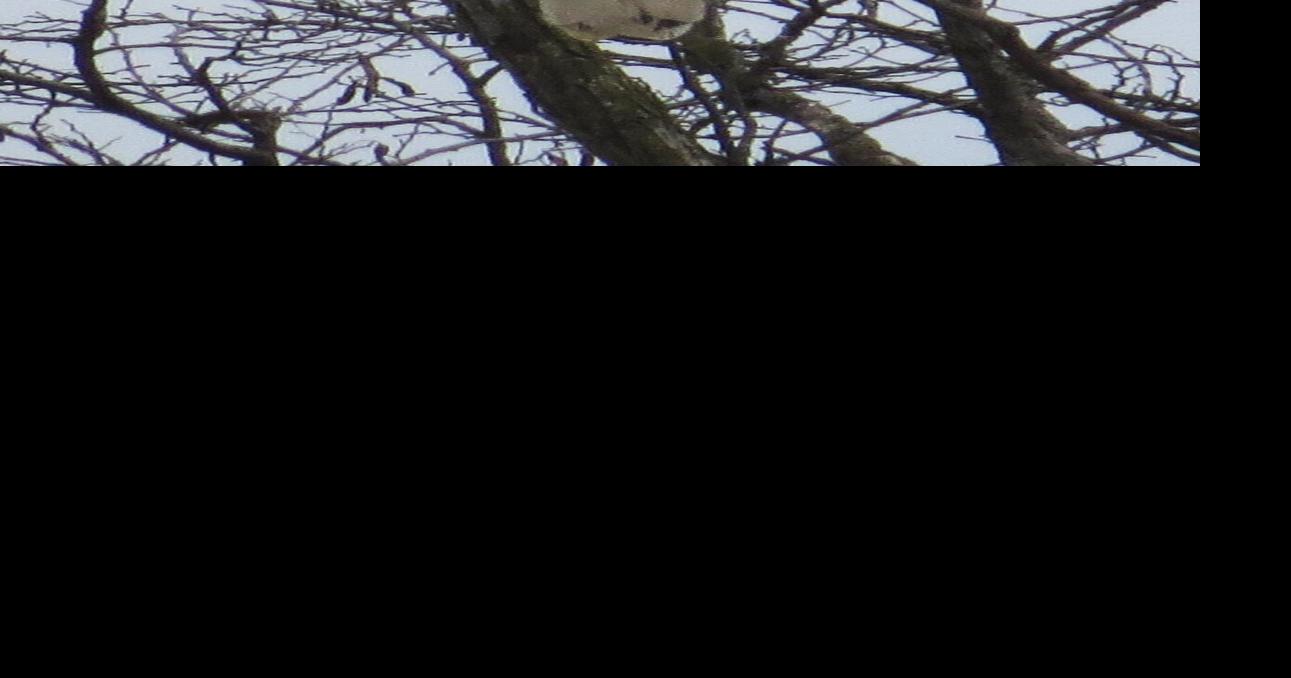 Ospreys are airborne anglers