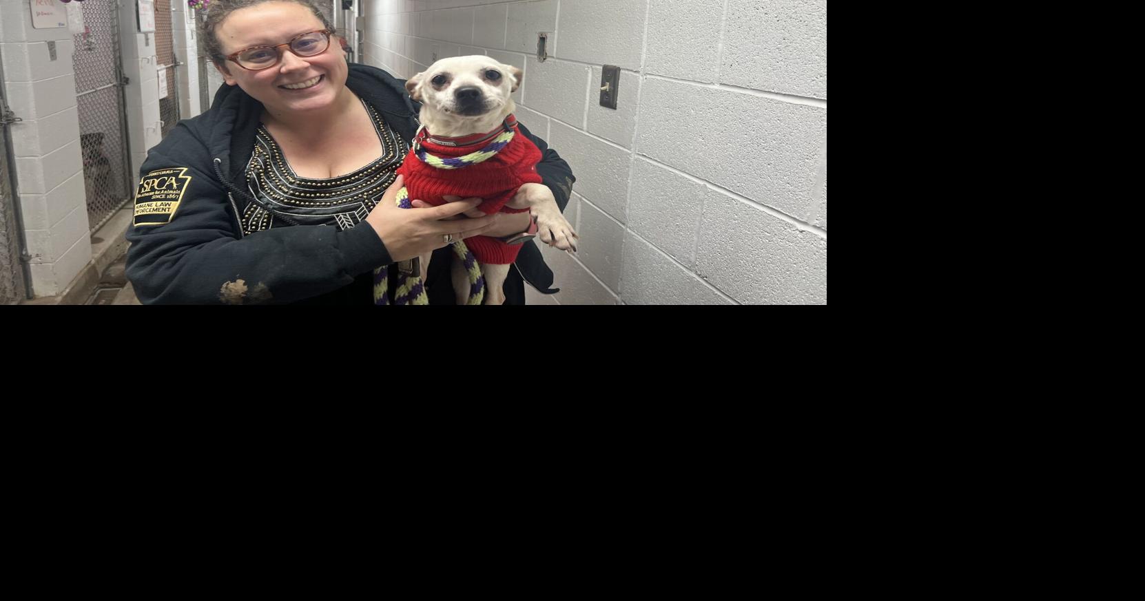 Adoptions crucial for shelters, but gifting pets not recommended | News