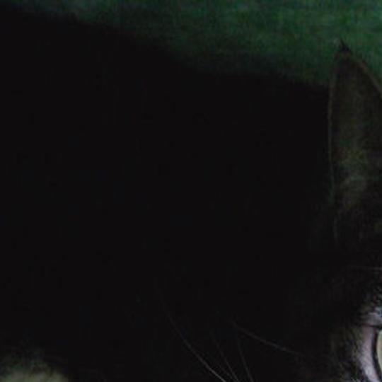 Cats In Need Of Homes Available At Local Animal Shelter Local News Dailyitem Com