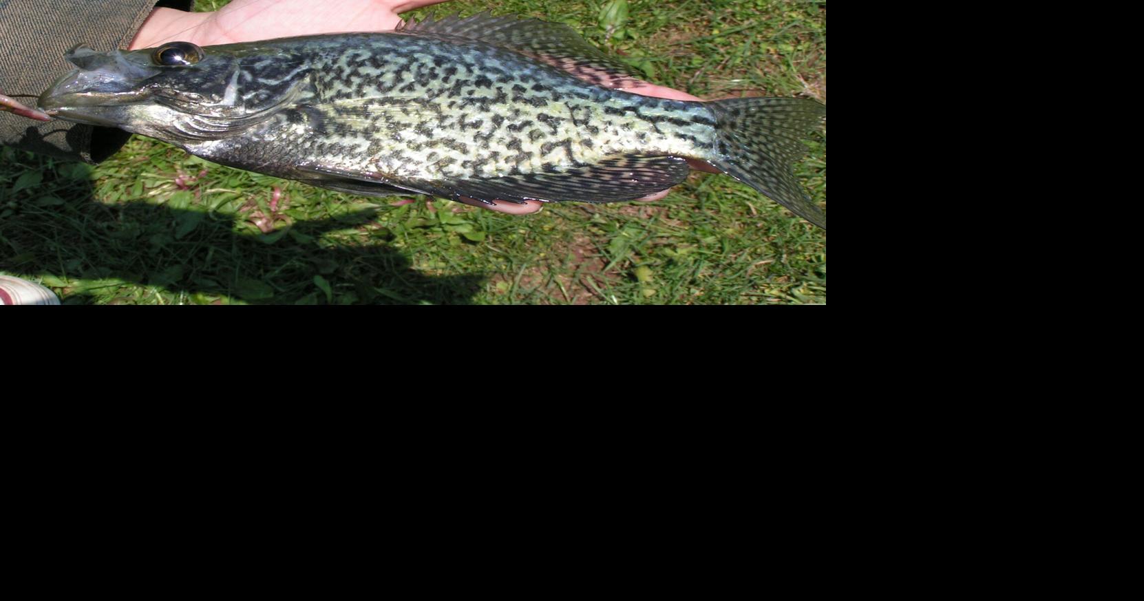 May is the month for crappies