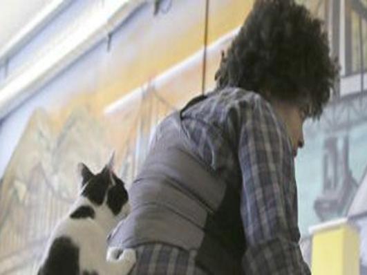 Starting From Scratch Cat Cafe Planned In Lewisburg Business