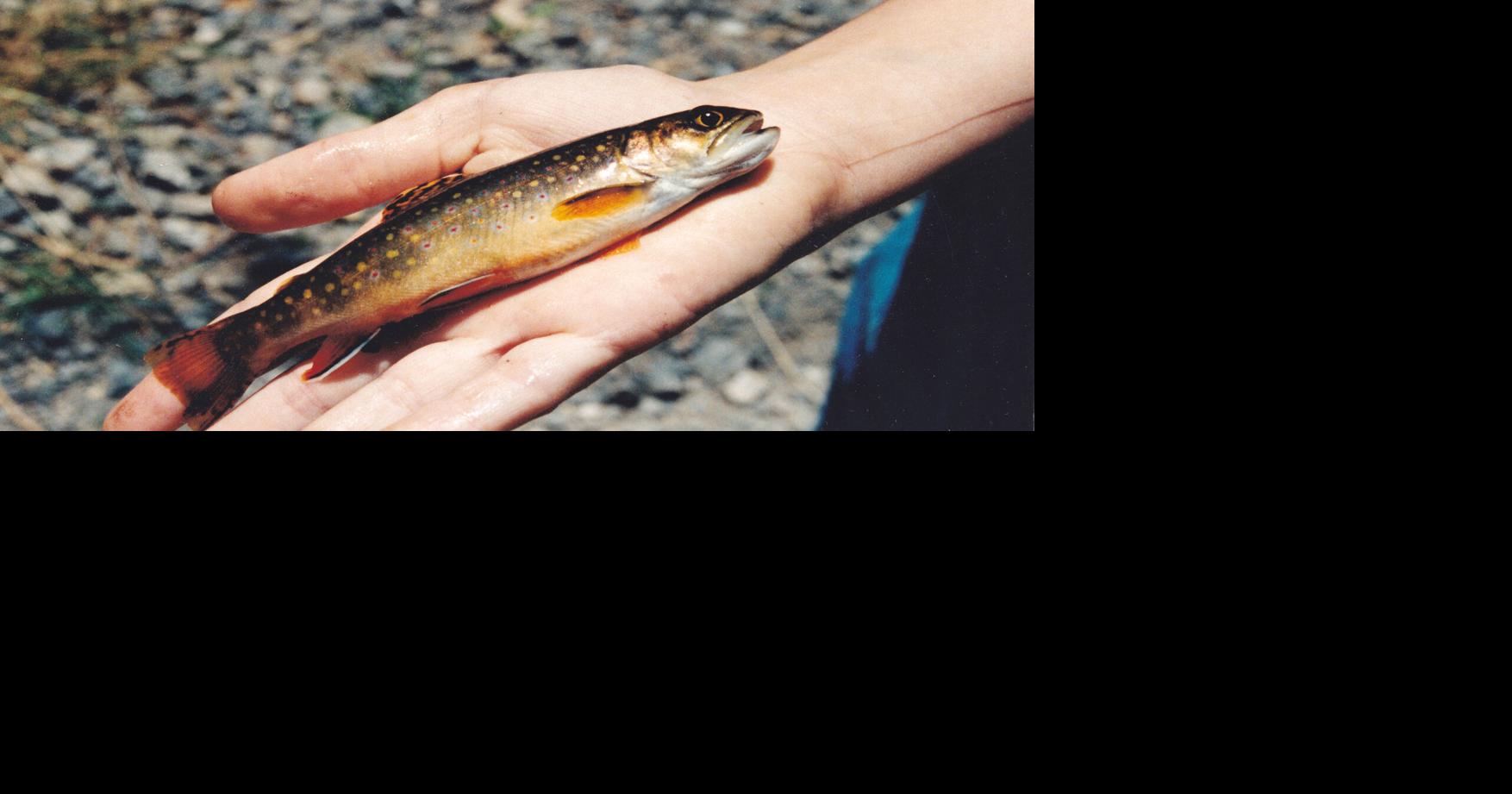 When it comes to the catch of the day, how small is too small ...