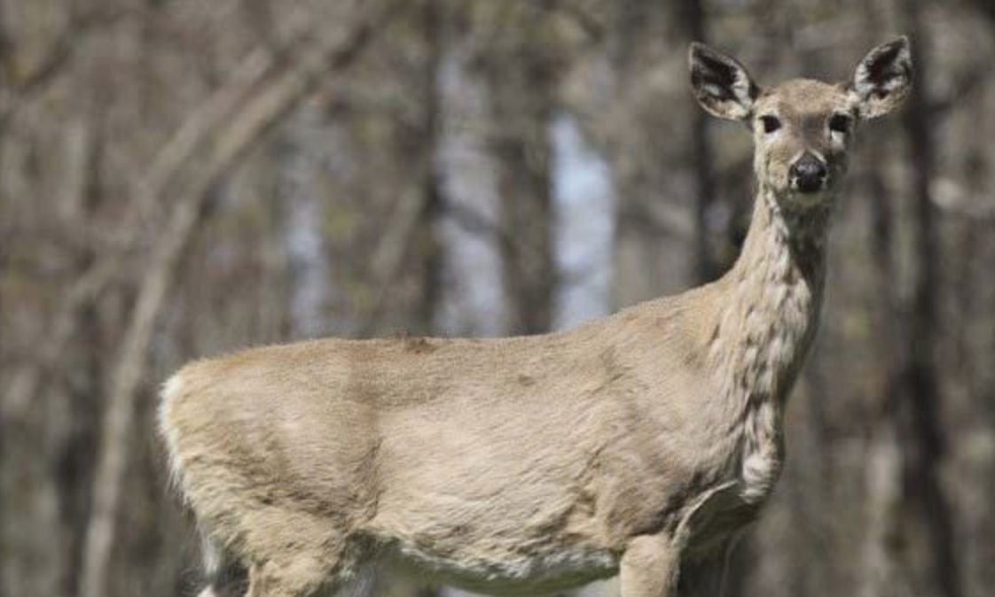 Confirmed Case Of Chronic Wasting In Juniata County Causes Ripple ...