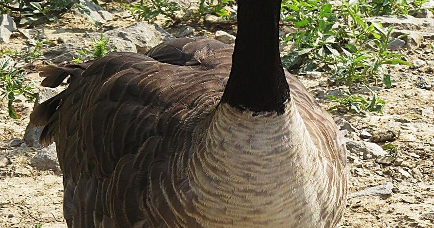 Nuisance goose season underway