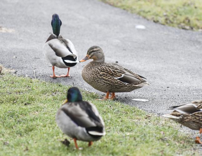 Waterfowl advocate wants to save ducks in East Buffalo Township News