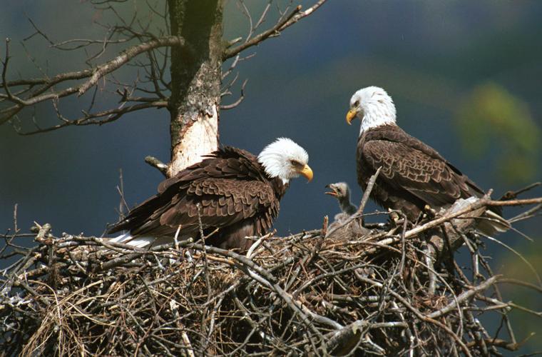 In and around Pittsburgh, America's bird — the bald eagle — is back | |  