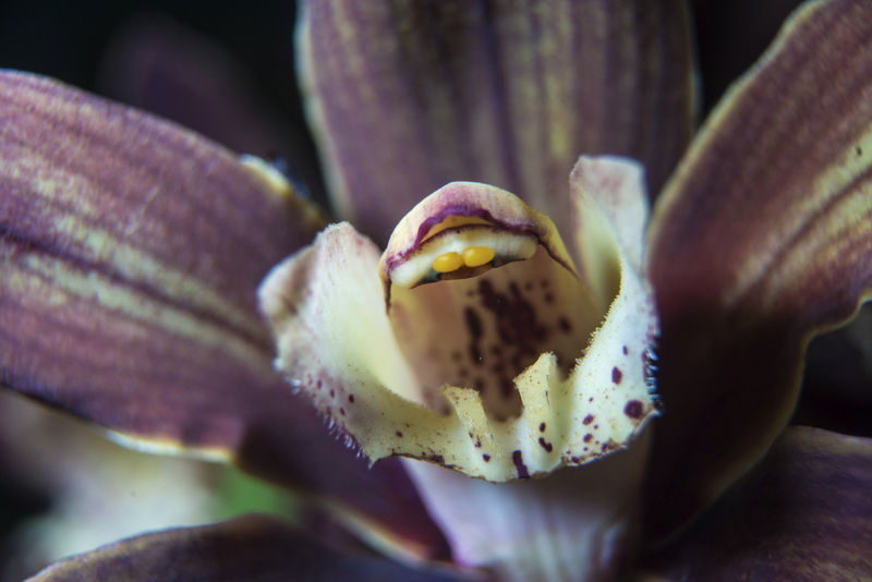 Selinsgrove man helps run biggest flower show in world