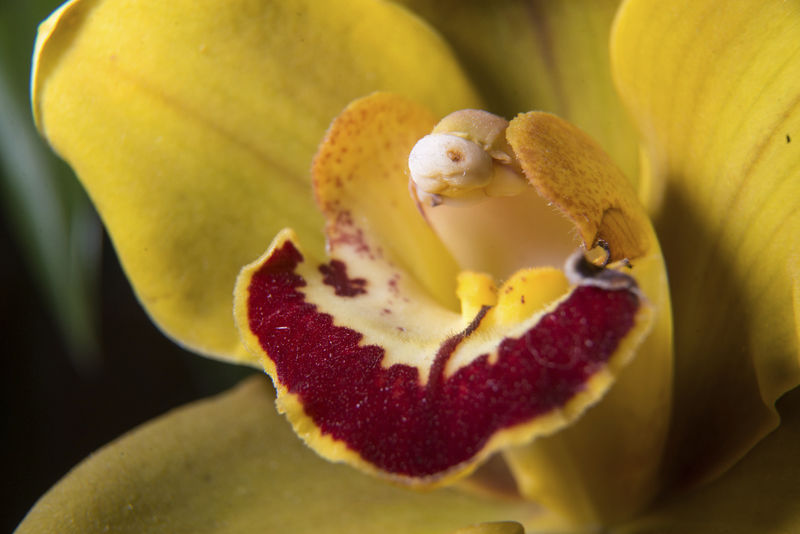 Selinsgrove man helps run biggest flower show in world