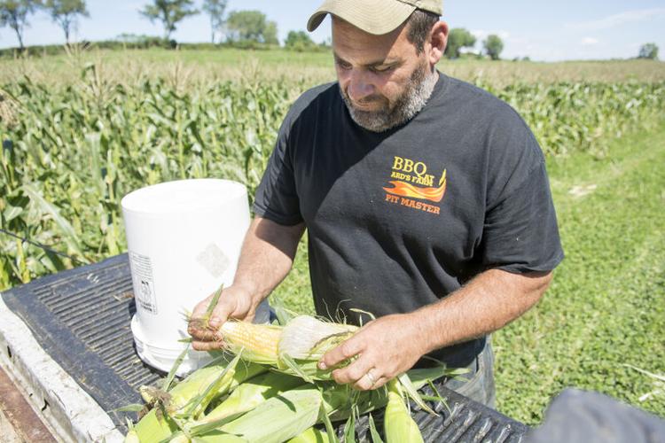 Despite weather extremes, farmers expect good fall harvest
