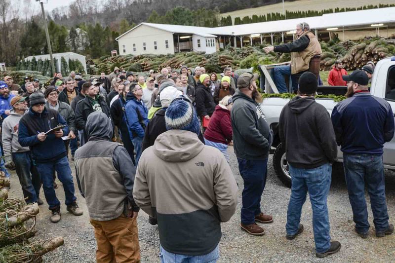 Mifflinburg Christmas tree auction draws bidders from along East Coast