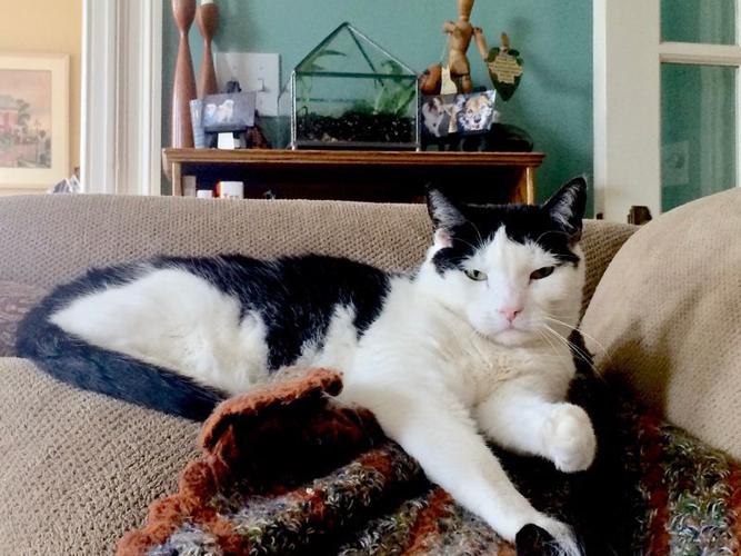 'Warm Your Heart' campaign supports animal rescues | Local News ...