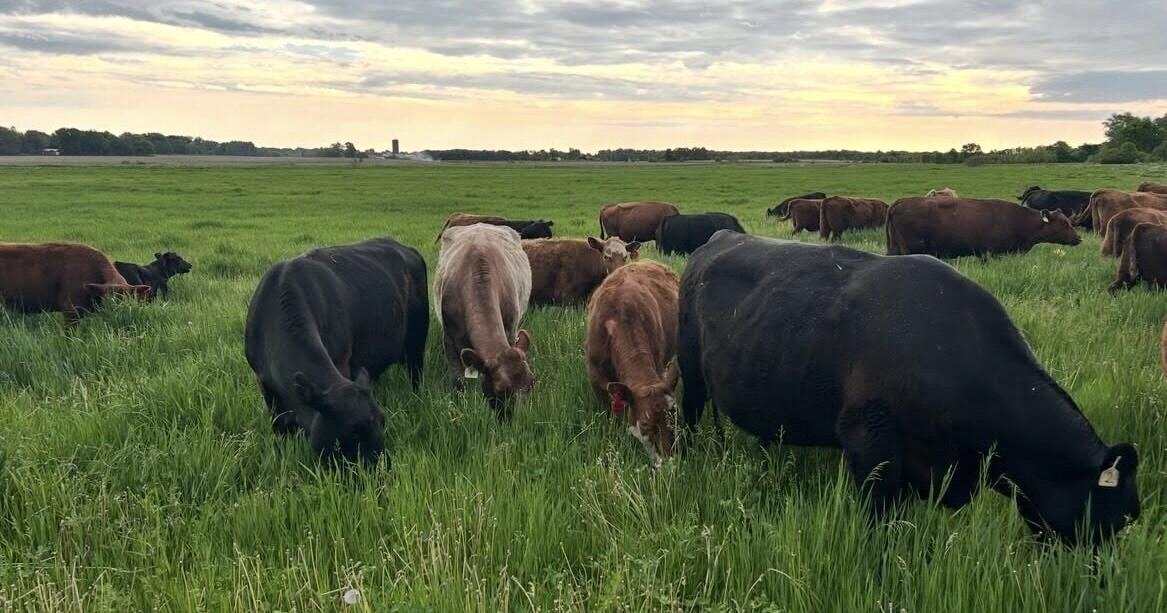 STATE OF THE FARM: Fight over animal welfare standards is reshaping future of livestock farming