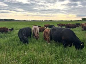 STATE OF THE FARM: Fight over animal welfare standards is reshaping future of livestock farming