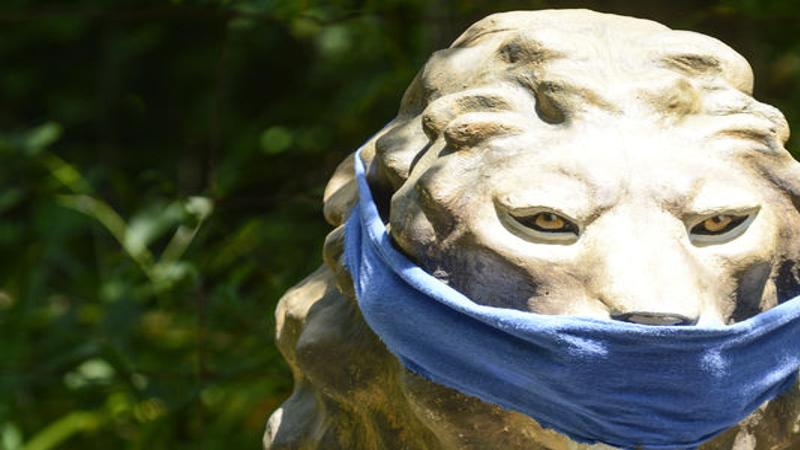 T D S Cats Of The World Holding Two Day Celebration For 30th