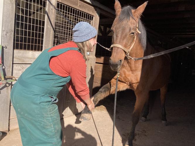 Veterinarian's love for horses led to career in animal acupuncture