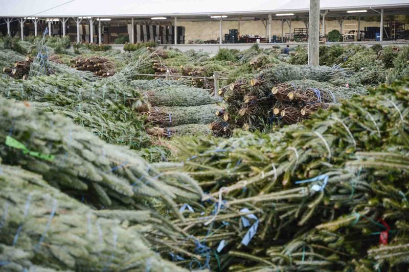 Mifflinburg Christmas tree auction draws bidders from along East Coast