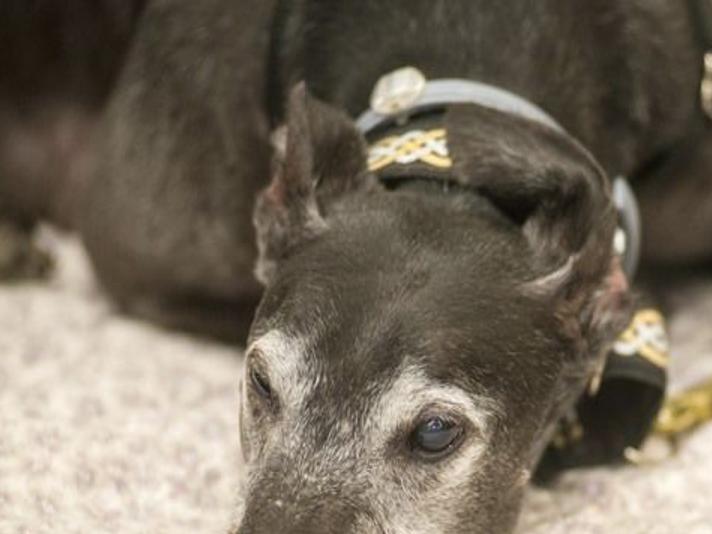 Petsmart Teams With Mostly Mutts For Adoption Event Snyder