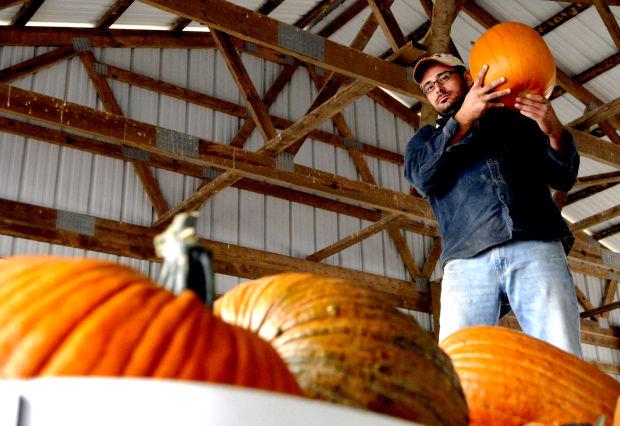 Pumpkin prices soar News