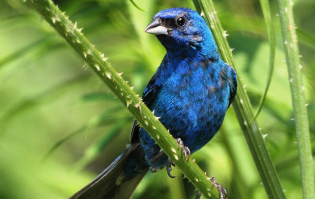 Indigo buntings grace the Valley Local Sports dailyitem picture image