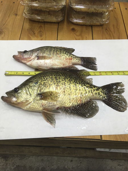 Conneaut Lake man hauls in near-record crappie from Lake Wilhelm, Sports