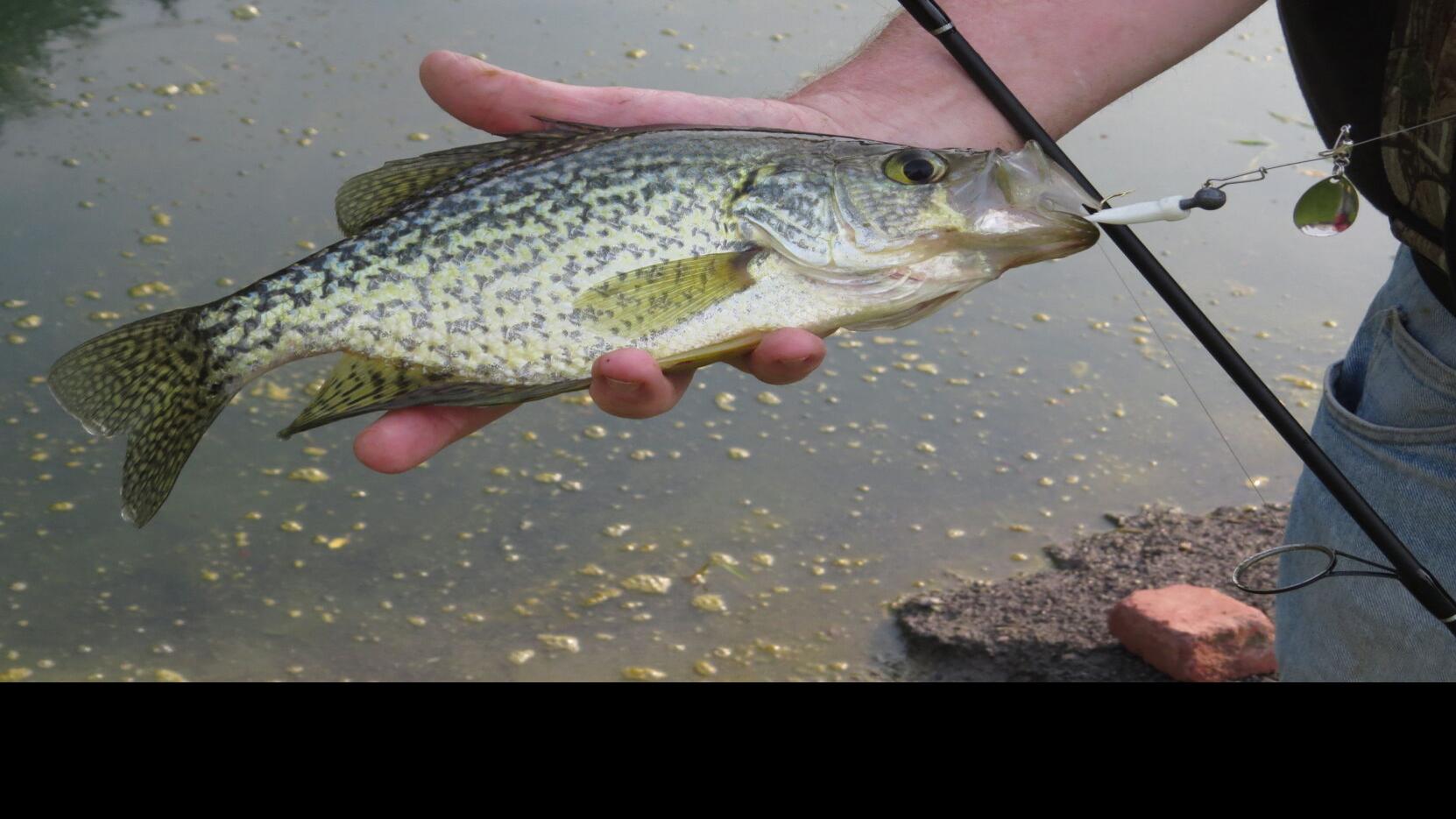 These hot spots serve up great crappie fishing  The Arkansas  Democrat-Gazette - Arkansas' Best News Source