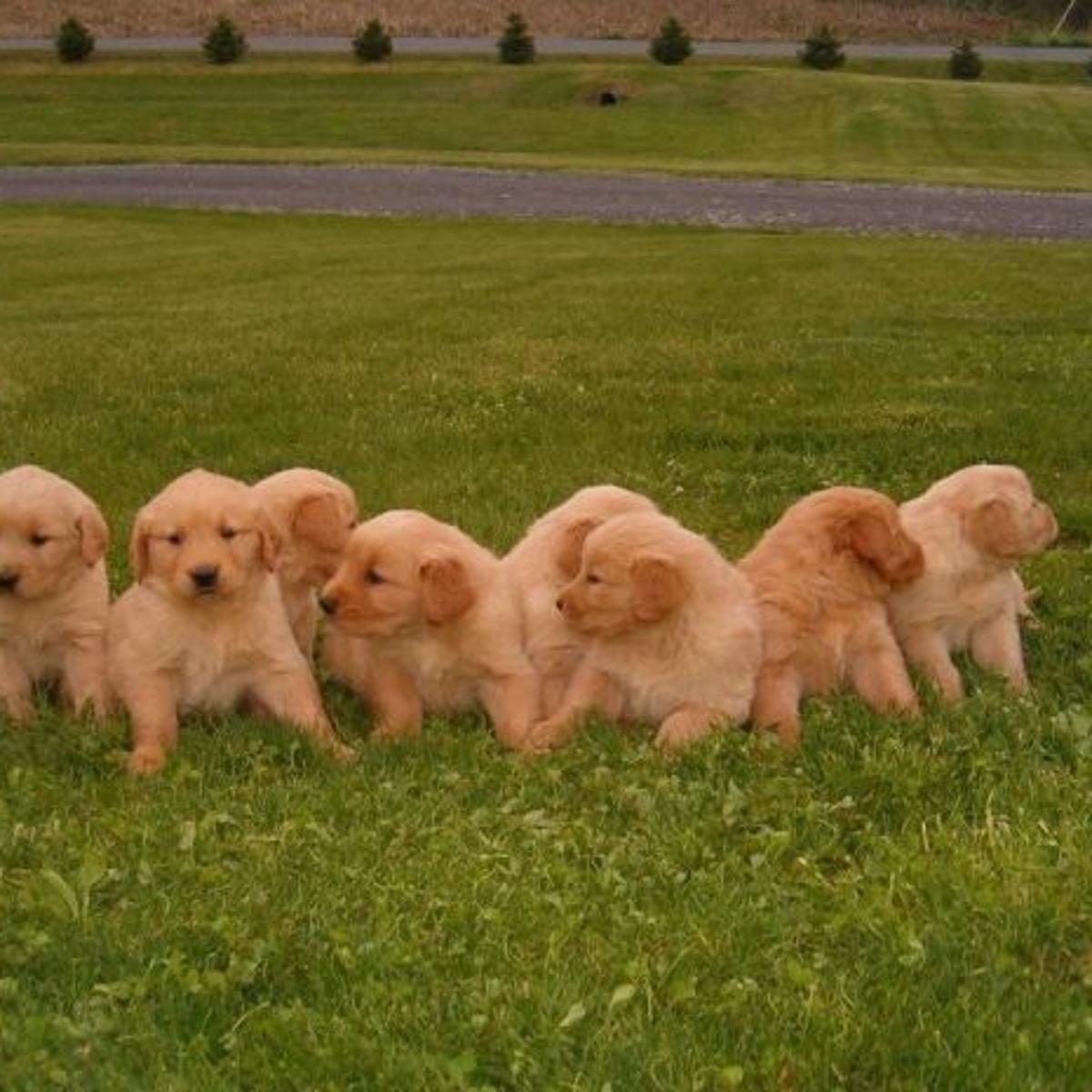 Gold Hunt Police Look For Missing Golden Retriever Puppy News