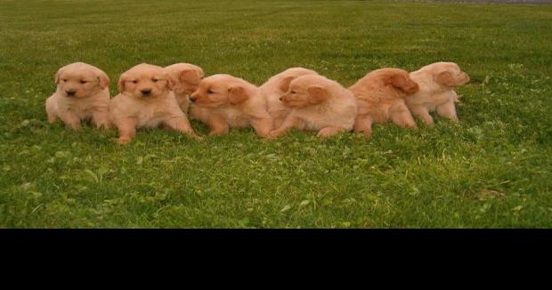 Gold Hunt Police Look For Missing Golden Retriever Puppy News Dailyitem Com