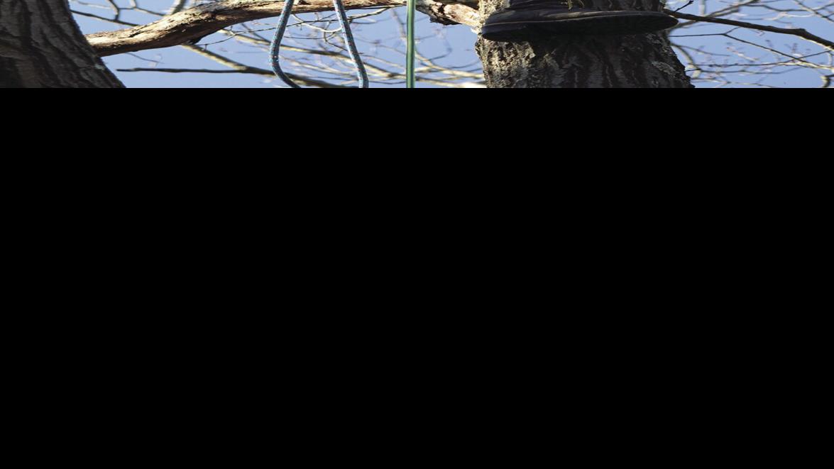 Danville teacher climbing highest state trees | News | dailyitem.com
