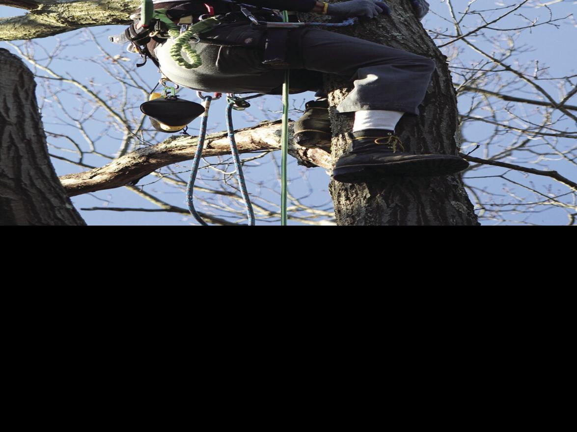 Danville teacher climbing highest state trees | News | dailyitem.com