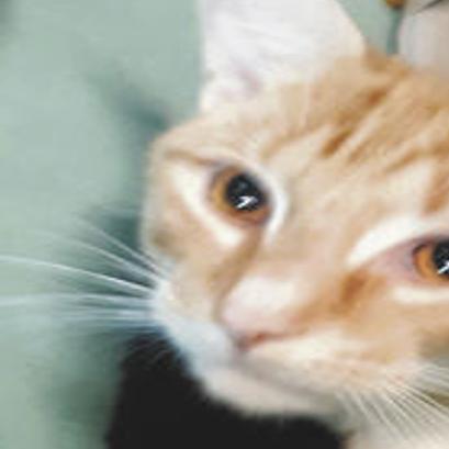 Cats Available For Adoption At Danville Spca News Dailyitem Com